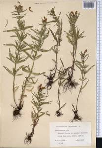 Dracocephalum ruyschiana L., Middle Asia, Northern & Central Tian Shan (M4) (Kazakhstan)