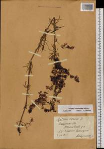 Galium verum subsp. verum, Siberia, Russian Far East (S6) (Russia)