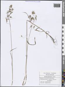 Bromus japonicus Houtt., Eastern Europe, Middle Volga region (E8) (Russia)