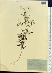 Lathyrus pratensis L., Siberia, Western Siberia (S1) (Russia)