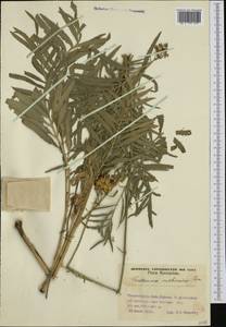 Rhaponticoides ruthenica (Lam.) M. V. Agab. & Greuter, Western Europe (EUR) (Romania)