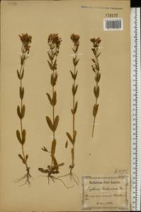 Centaurium erythraea Rafn, Eastern Europe, North Ukrainian region (E11) (Ukraine)