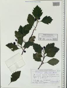 Crataegus chlorosarca Maxim., Eastern Europe, Moscow region (E4a) (Russia)