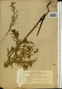 Euphorbia virgata Waldst. & Kit., Eastern Europe, North Ukrainian region (E11) (Ukraine)