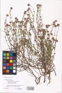 MHA 0 157 360, Thymus pallasianus Heinr.Braun, Eastern Europe, Central forest-and-steppe region (E6) (Russia)