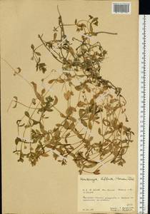 Minuartia diffusa, Eastern Europe, Northern region (E1) (Russia)