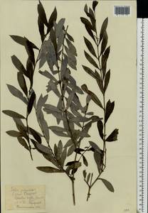 Salix purpurea, Eastern Europe, North-Western region (E2) (Russia)