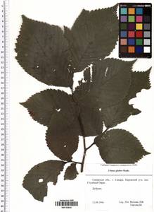 Ulmus glabra Huds., Eastern Europe, Middle Volga region (E8) (Russia)