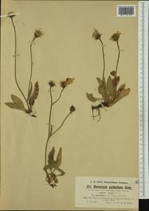 Hieracium pulchellum Gren., Western Europe (EUR) (France)