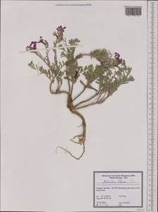 Malcolmia littorea (L.) W.T. Aiton, Western Europe (EUR) (Portugal)