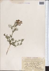 Vicia subvillosa (Ledeb.)Boiss., Middle Asia, Northern & Central Tian Shan (M4) (Kazakhstan)
