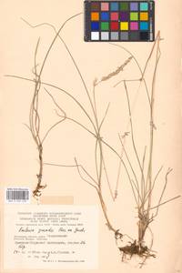 Koeleria pyramidata subsp. pyramidata, Eastern Europe, Moscow region (E4a) (Russia)