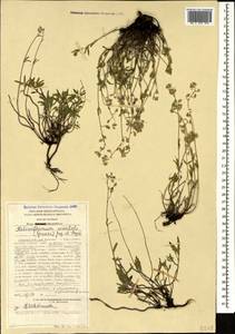 Helianthemum orientale (Grosser) Juz. & Pozdeeva, Caucasus, Stavropol Krai, Karachay-Cherkessia & Kabardino-Balkaria (K1b) (Russia)