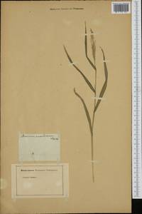 Brachiaria mutica (Forssk.) Stapf, Africa (AFR) (Not classified)