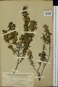 Chamaecytisus ruthenicus (Fisch. ex Woł.) Klásk., Eastern Europe, Volga-Kama region (E7) (Russia)