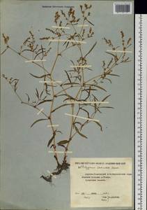 Koenigia ocreata (L.) T. M. Schust. & Reveal, Siberia, Yakutia (S5) (Russia)