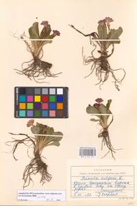 Primula vulgaris Huds., Crimea (KRYM) (Russia)