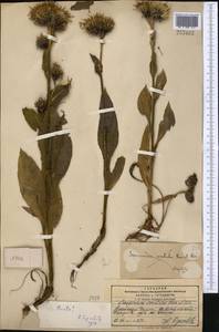 Saussurea sordida Kar. & Kir., Middle Asia, Pamir & Pamiro-Alai (M2) (Kyrgyzstan)