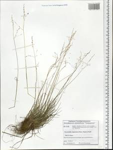 Puccinellia angustata (R.Br.) E.L.Rand & Redfield, Siberia, Central Siberia (S3) (Russia)