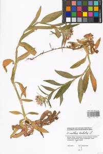 Dianthus barbatus L., Eastern Europe, Moscow region (E4a) (Russia)