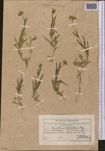 Dichodon maximum (L.) Á. Löve & D. Löve, Middle Asia, Muyunkumy, Balkhash & Betpak-Dala (M9) (Kazakhstan)