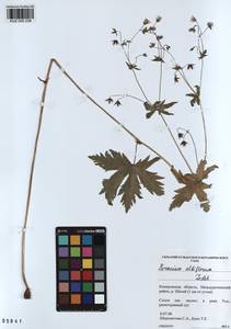 KUZ 000 238, Geranium albiflorum Ledeb., Siberia, Altai & Sayany Mountains (S2) (Russia)