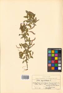 Salix myrtilloides L., Siberia, Russian Far East (S6) (Russia)