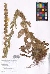 MHA 0 008 721, Verbascum densiflorum Bertol., Eastern Europe, Central forest-and-steppe region (E6) (Russia)