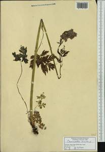 Chaerophyllum hirsutum L., Western Europe (EUR) (Slovenia)