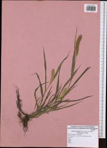 Setaria pumila (Poir.) Roem. & Schult., Eastern Europe, Central region (E4) (Russia)