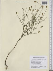 Xeranthemum cylindraceum Sibth. & Sm., Western Europe (EUR) (Bulgaria)
