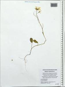 Raphanus raphanistrum L., Eastern Europe, North-Western region (E2) (Russia)