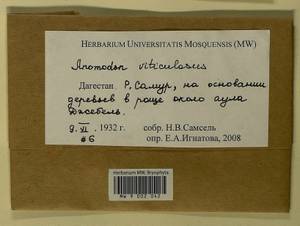 Anomodon viticulosus (Hedw.) Hook. & Taylor, Bryophytes, Bryophytes - North Caucasus & Ciscaucasia (B12) (Russia)