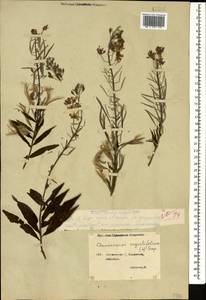 Chamaenerion angustifolium (L.) Scop., Caucasus, Georgia (K4) (Georgia)