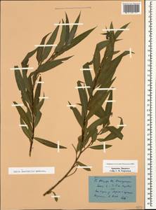 Salix excelsa J.F.Gmel., Caucasus, Armenia (K5) (Armenia)