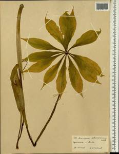Arisaema schimperianum Schott, Africa (AFR) (Ethiopia)