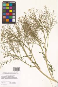 Crambe tataria Sebeók, Eastern Europe, Lower Volga region (E9) (Russia)