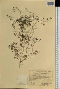Fumaria officinalis L., Siberia, Western Siberia (S1) (Russia)