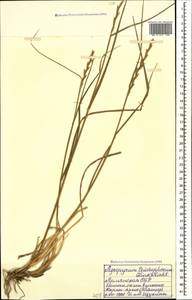 Thinopyrum intermedium subsp. intermedium, Caucasus, Armenia (K5) (Armenia)