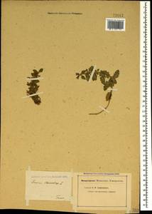 Teucrium chamaedrys L., Crimea (KRYM) (Russia)