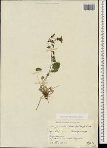 Campanula bayerniana Rupr., Caucasus, Armenia (K5) (Armenia)