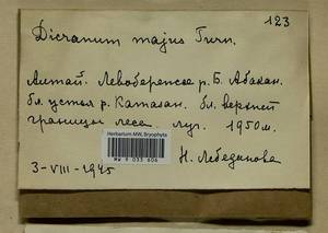 Dicranum majus Turner, Bryophytes, Bryophytes - Krasnoyarsk Krai, Tyva & Khakassia (B17) (Russia)