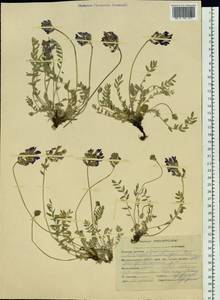 Astragalus laxmannii subsp. laxmannii, Siberia, Altai & Sayany Mountains (S2) (Russia)