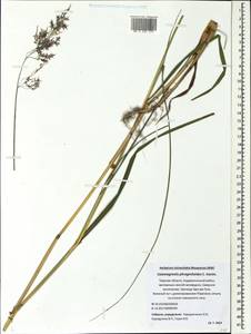 Calamagrostis purpurea (Trin.) Trin., Eastern Europe, North-Western region (E2) (Russia)