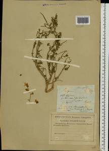 Corispermum marschallii Stev., Eastern Europe, Central region (E4) (Russia)