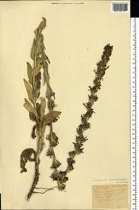 Campanula macrostachya Waldst. & Kit. ex Willd., Eastern Europe, Rostov Oblast (E12a) (Russia)