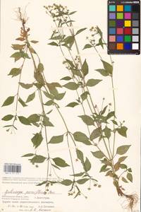 Galinsoga parviflora Cav., Eastern Europe, Lower Volga region (E9) (Russia)