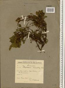 Phyllodoce caerulea (L.) Bab., Eastern Europe, Northern region (E1) (Russia)