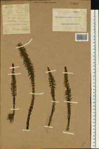 Hippuris vulgaris L., Eastern Europe, South Ukrainian region (E12) (Ukraine)