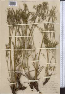 Sphaenolobium tenuisectum (Korovin) Pimenov, Middle Asia, Western Tian Shan & Karatau (M3) (Uzbekistan)